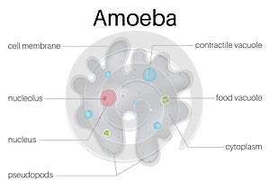 TheÃÂ structure andÃÂ diagramÃÂ ofÃÂ  amoeba photo